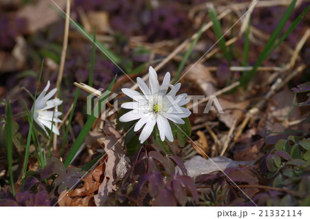 アズマイチゲ 21332114