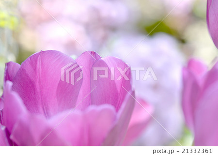 チューリップ 21332361