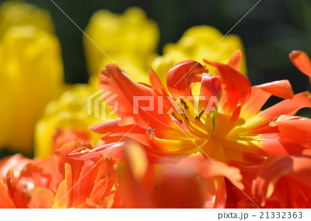 チューリップ チューリップ 21332363