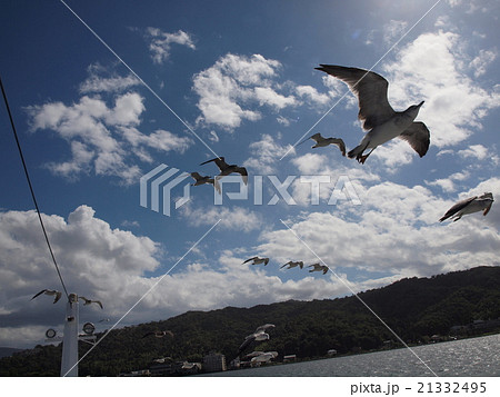 カモメ 21332495