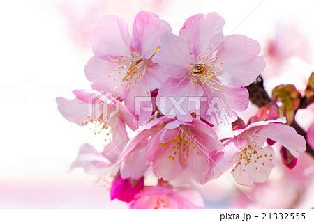 Pink Sakura, Cherry Blossom. most beautiful flower Pink Sakura, Cherry Blossom. most beautiful flower 21332555