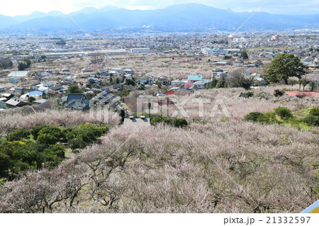 早春の曽我梅林 21332597