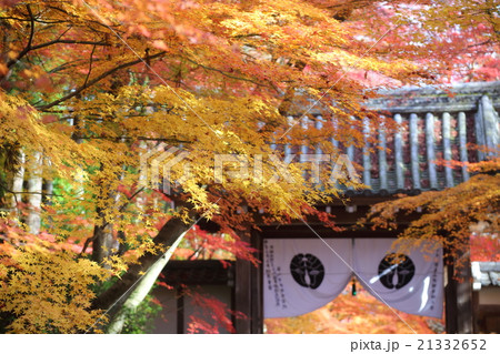 京都　秋の光明寺　紅葉と薬医門 21332652