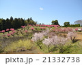 桃の丘 21332738
