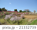 桃のある風景 21332739