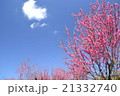 青空と桃の花 21332740