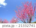 桃の花 21332741