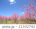 桃の花畑 21332742