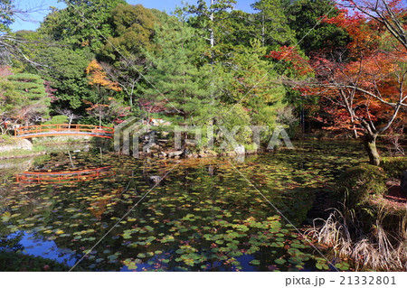 京都 大原野神社 鯉沢の池 京都 大原野神社 鯉沢の池 21332801