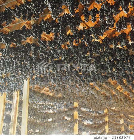 grapes drying for straw wine 21332977