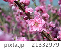 桃の花 21332979