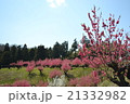 桃の花の丘 21332982