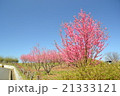 桃の花 21333121