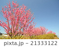 桃の花の畑 21333122