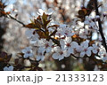 サクラの花 21333123