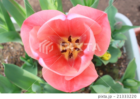 チューリップ 21333220