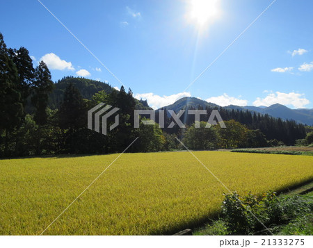 黄金色のたんぼ 21333275