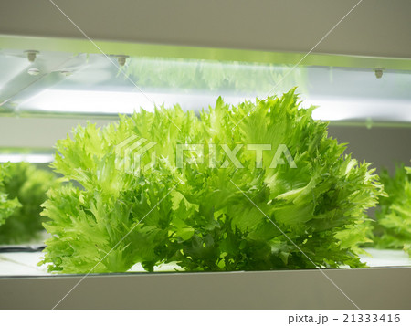 野菜工場 21333416