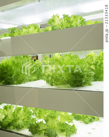 野菜工場 21333418