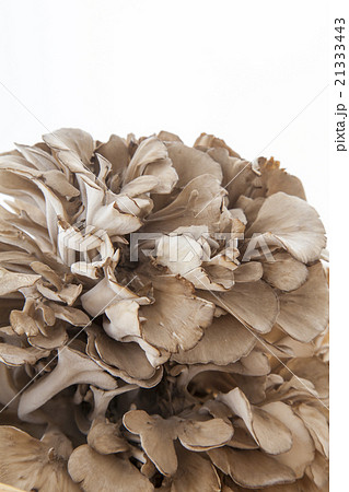 マイタケ縦位置アップ 21333443