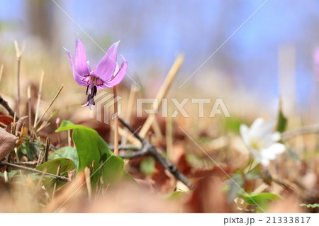 カタクリの花 カタクリの花 21333817