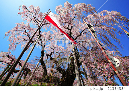 福島　三春の滝桜 21334384