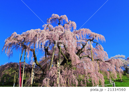 三春の滝桜 三春の滝桜 21334560