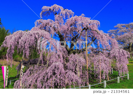 三春の滝桜 21334561