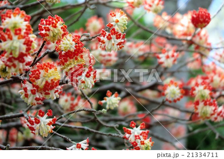 木の花 ミツマタ コウゾ 大阪府 枚方市 穂谷の写真素材