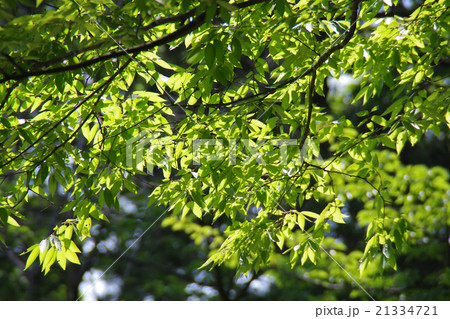 樹木 21334721