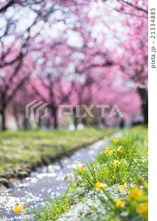 古河総合公園　桃まつり 21334885