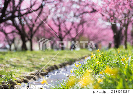 古河総合公園　桃まつり 21334887