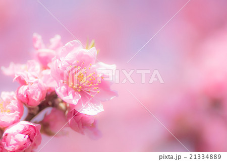 古河総合公園　桃まつり 21334889
