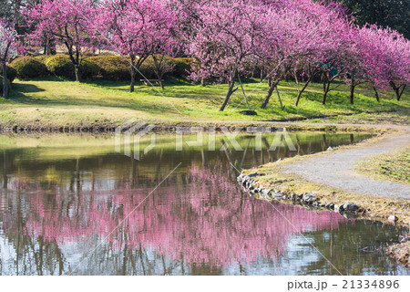 古河総合公園　桃まつり 21334896