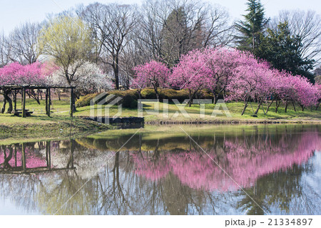 古河総合公園 桃まつりの写真素材