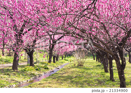 古河総合公園 桃まつりの写真素材