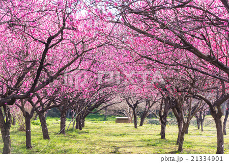 古河総合公園 桃まつりの写真素材
