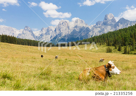 Beautiful alpine panorama 21335256