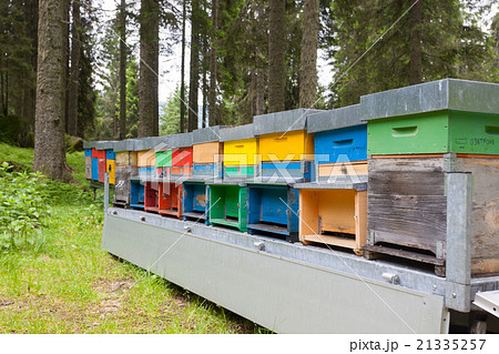 Line of hives 21335257