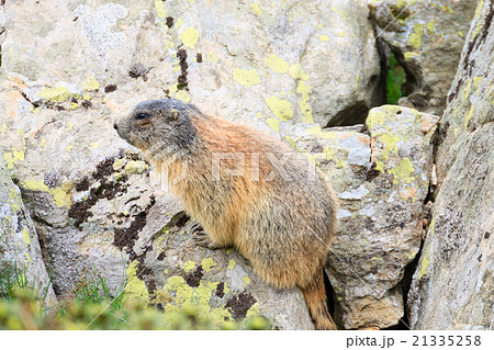Alpine marmot Alpine marmot 21335258