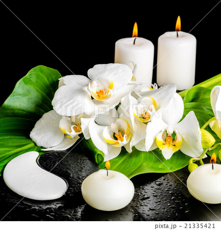 spa concept of orchid flower, phalaenopsis, spa concept of orchid flower, phalaenopsis, 21335421
