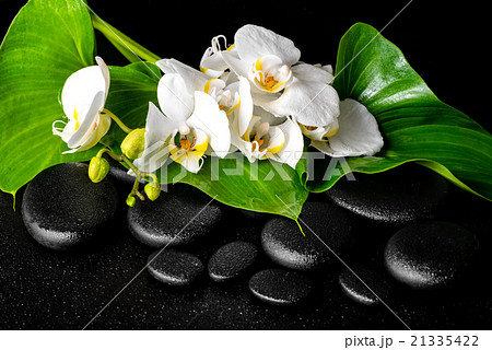 beautiful spa concept of blooming white orchid beautiful spa concept of blooming white orchid 21335422