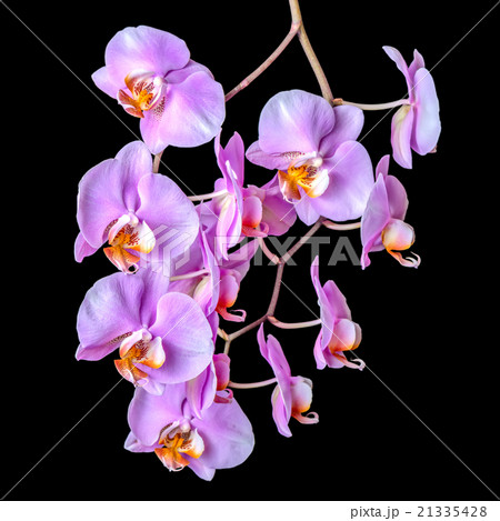 blooming twig of purple orchid phalaenopsis blooming twig of purple orchid phalaenopsis 21335428