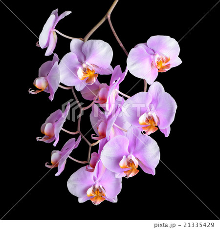 Blooming twig of purple orchid phalaenopsis Blooming twig of purple orchid phalaenopsis 21335429