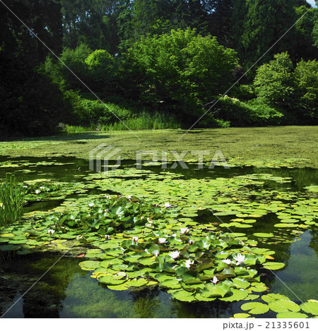 water-lilies, Powerscourt Gardens,Wicklow, Ireland 21335601