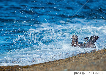 baby newborn sea lion on the beach 21336062