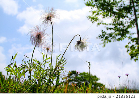 初夏のオキナグサ 21336123