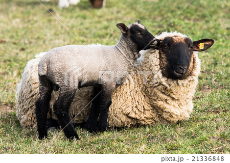Mother sheep and her lamb  21336848