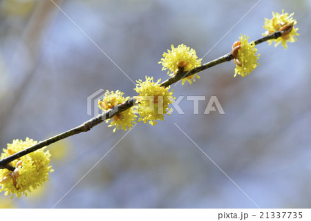 ダンコウバイ ダンコウバイ 21337735