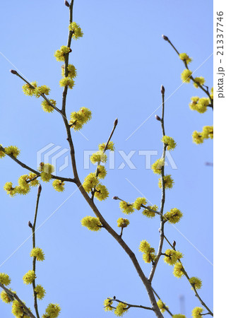 ダンコウバイ ダンコウバイ 21337746